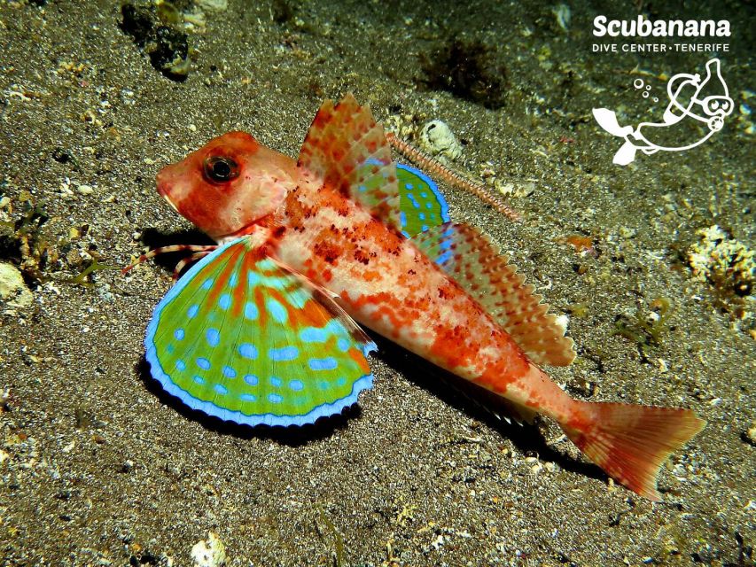 Santa Cruz de Tenerife: PADI Introductory Dive - Price and value: is $152 for 3 hours worth it?