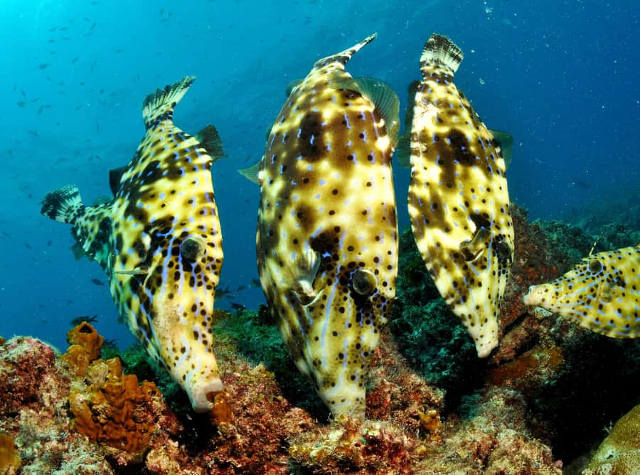 Santa Maria: Discover Scuba Diving - What This Experience Does Well for Beginners