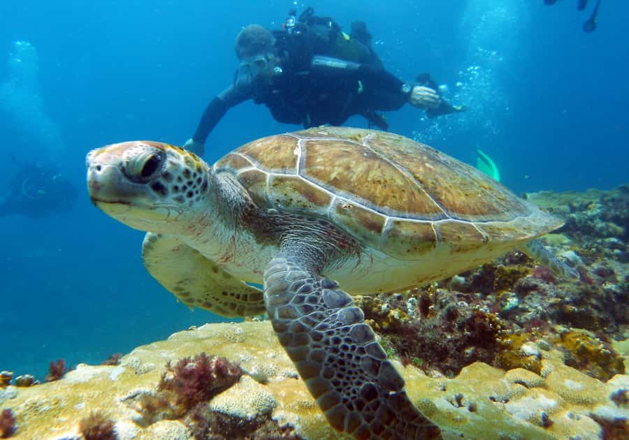 Santa Maria: Discover Scuba Diving - Morning Training: Theory and Pool Time at Bikini Beach