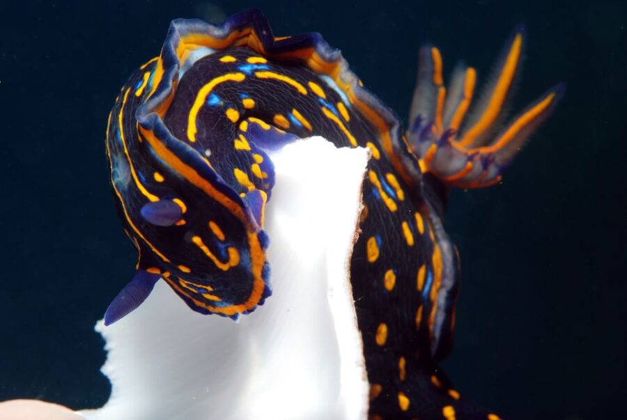 Santa Maria: Half-Day Diving Trip in Sal with Pickup - Santa Maria pickup to the scuba center: how the morning is paced