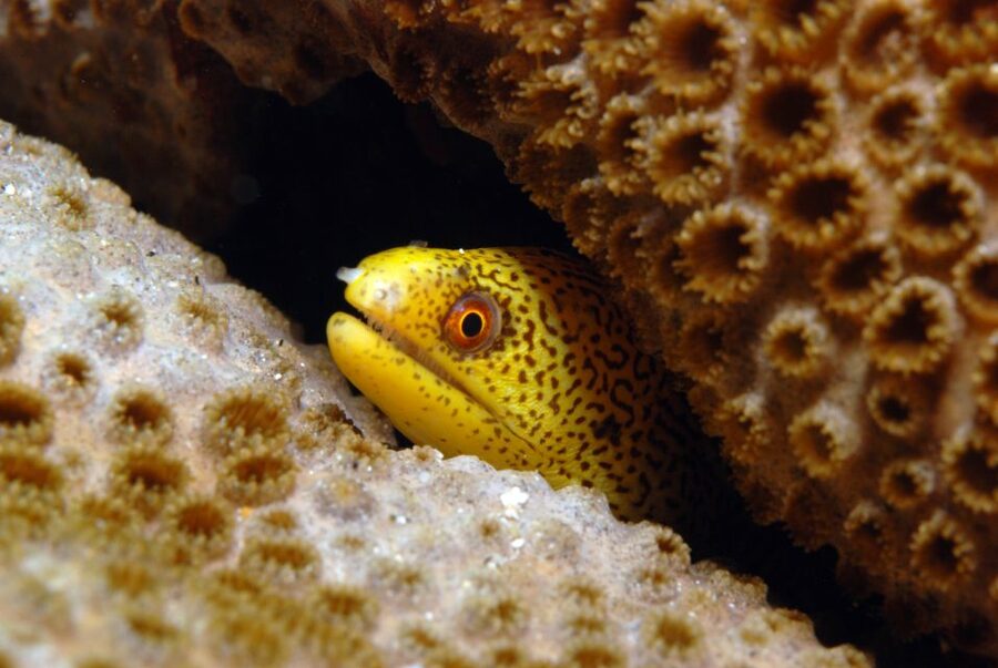 Santa Maria: Half-Day Diving Trip in Sal with Pickup - Underwater life in Sal: tropical meets Mediterranean