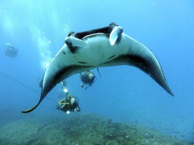 Santa Maria: Half-Day Diving Trip in Sal with Pickup - Two tank sessions with a real change of depth and vibe