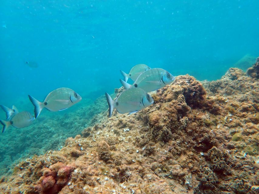 Santa Pola: 3-Hour Scuba Diving near Tabarca - Key Highlights You’ll Actually Care About