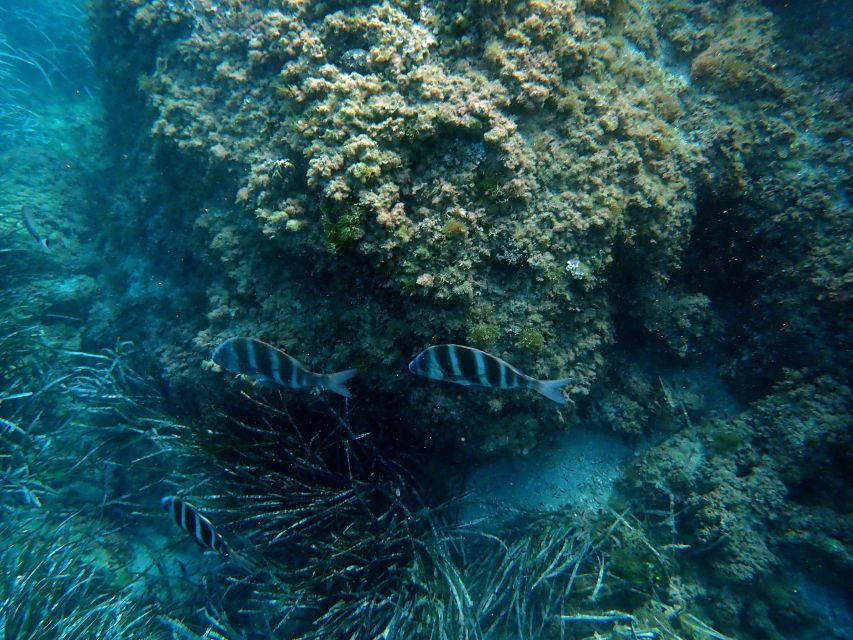 Santa Pola: 3-Hour Scuba Diving near Tabarca - Where You Meet and What to Bring So You Don’t Rush