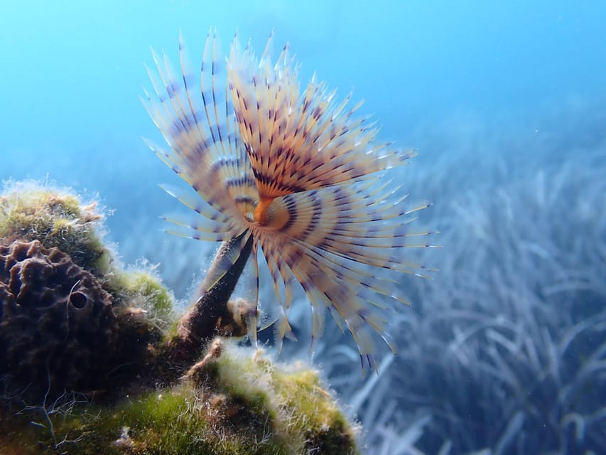 Santorini: Scuba Diving - Group Size and Instructor Team: The Difference Between Okay and Great