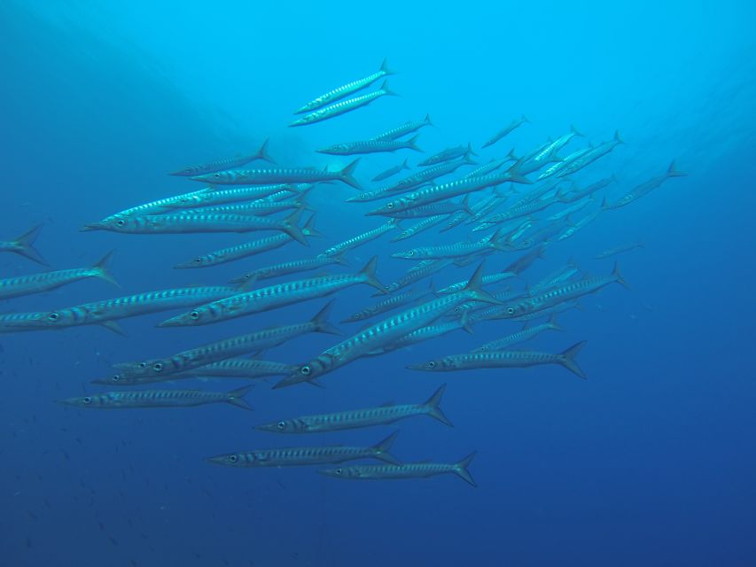 Santorini: Scuba Diving Experience for Beginners - Scuba instructors who keep it calm (and sometimes funny)