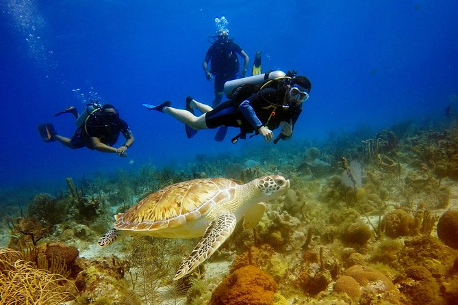 Saona Diving - Quick hits before you go