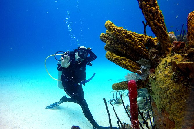 Saona Diving - Timing and logistics: why the 6:30 am start matters