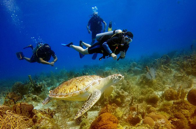 Saona Diving - Lunch and drinks: the Dominican feast + ocean-view downtime