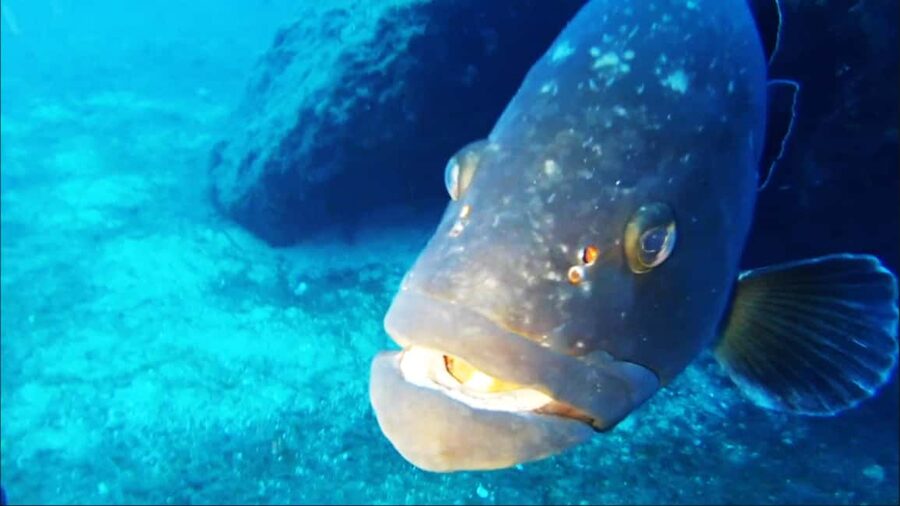 Sardinia, La Maddalena Archipelago: First Dive Experience - Getting Suited Up: Equipment You’ll Learn to Use