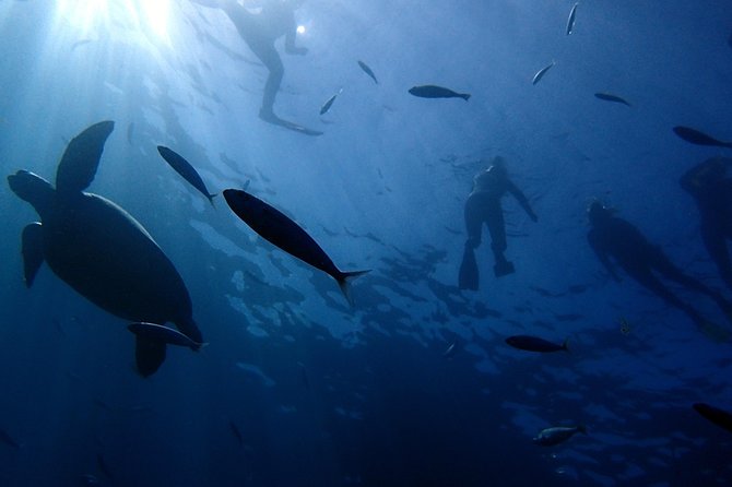 Scuba Adventure – 2 Guided Dives from Our Boat in Tenerife - The boat ride: a rigid inflatable that keeps you moving