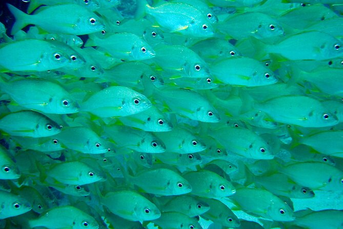 Scuba Adventure – 2 Guided Dives from Our Boat in Tenerife - Underwater session #2: more rock, more life, and a second shot