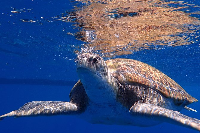 Scuba Adventure – 2 Guided Dives from Our Boat in Tenerife - Wildlife you’re likely to look for in Tenerife waters