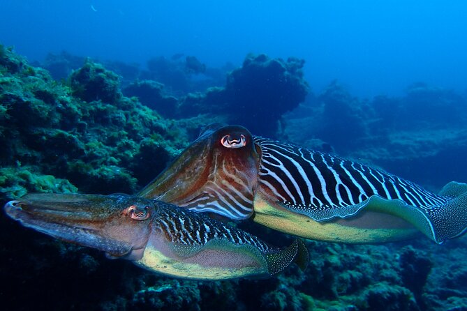 Scuba Adventure – 2 Guided Dives from Our Boat in Tenerife - Guides and safety style: calm briefings, real answers
