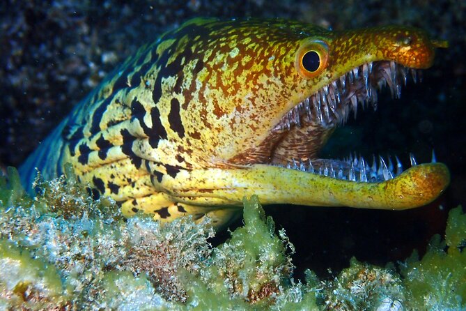 Scuba Adventure – 2 Guided Dives from Our Boat in Tenerife - Price and what you’re really paying for