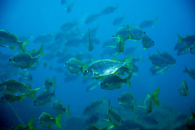 Scuba Adventure – 2 Guided Dives from Our Boat in Tenerife - The marina break between sessions: real downtime, not dead time