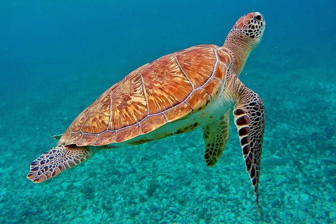 Scuba Dive and Snorkel Private Charter in Puerto Rico - Gear, lunch, and drinks: what’s included matters more than you think