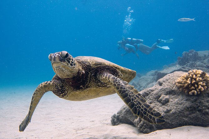 Scuba Dive at Electric Beach - Key takeaways before you go
