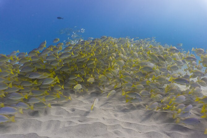 Scuba Dive at Electric Beach - Electric Beach on Oahu: a shoreline built for sea turtles and coral life