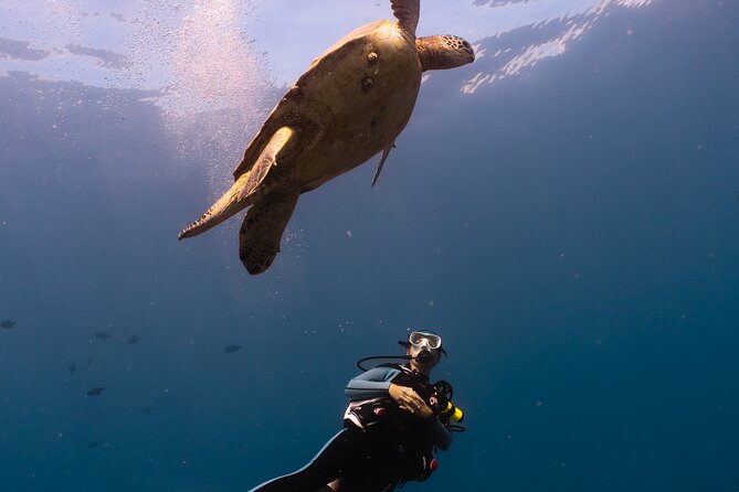Scuba Dive at Electric Beach - Gear up, then learn in small steps before you go in