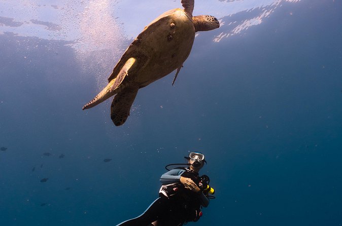 Scuba Dive at Electric Beach - Who should book this Electric Beach session (and who should reconsider)