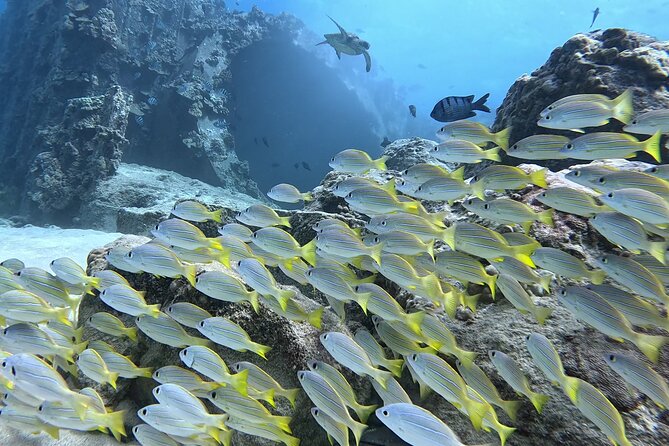 SCUBA Dive at Electric Beach with Photos -No Certification Needed - Small Group Size: Why Max 4 Travelers Feels Personal