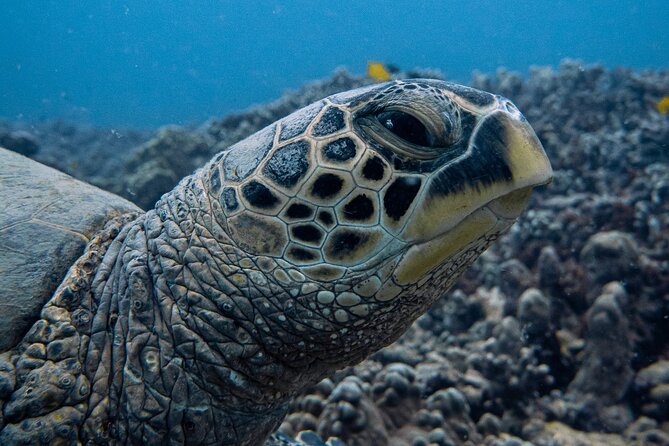 Scuba Dive at Electric Beach - Getting started at 92-301 Farrington Hwy (and why the meeting point is simple)