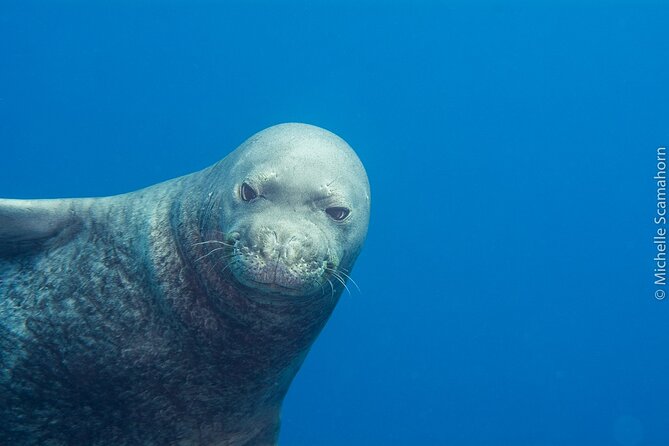 Scuba Dive at Ni’ihau (Forbidden island) - Kikiaola 6:30 am Start and the Fast-Boat Advantage