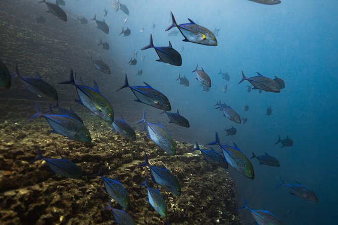 Scuba Dive at Ni’ihau (Forbidden island) - Safety and Skill Level: Who This Trip Fits Best