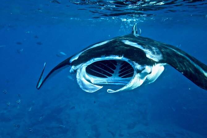 Scuba Dive at Ni’ihau (Forbidden island) - Price and Value: Why $655 Can Make Sense Here