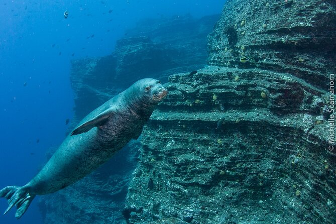 Scuba Dive at Ni’ihau (Forbidden island) - Weather Reality: Ni’ihau Access Plans and Kaua’i Backup