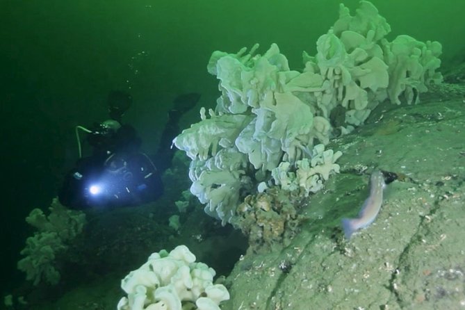 Scuba Dive Boat Charter in Vancouver (Certified Divers Only!) - Key things I’d clock before booking