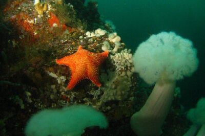 Scuba Dive Boat Charter in Vancouver (Certified Divers Only!) - Meeting at Horseshoe Bay: the 30-minute gear setup that saves stress