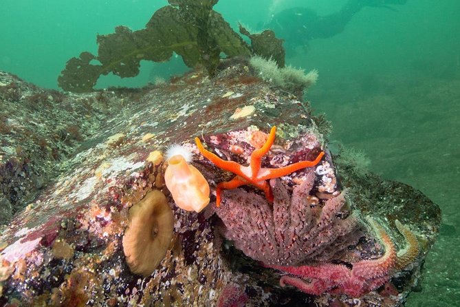 Scuba Dive Boat Charter in Vancouver (Certified Divers Only!) - Wildlife you can realistically hope to spot