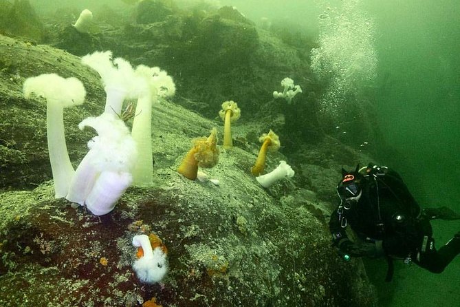 Scuba Dive Boat Charter in Vancouver (Certified Divers Only!) - Comfort upgrades that make the coldwater part easier