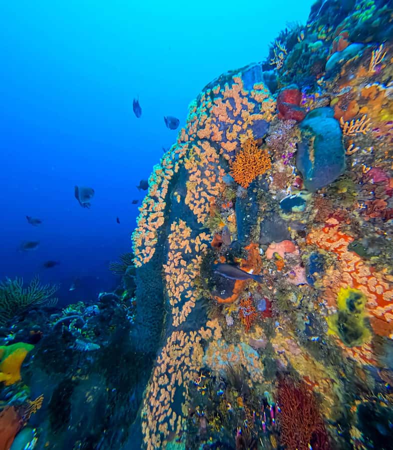 Scuba Dive in Cape Town: 2 Dives for certified divers - Key highlights to know before you go