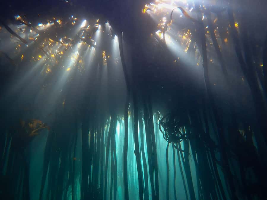 Scuba Dive in Cape Town: 2 Dives for certified divers - Simon’s Town start: coffee, gear fitting, and the weather reality