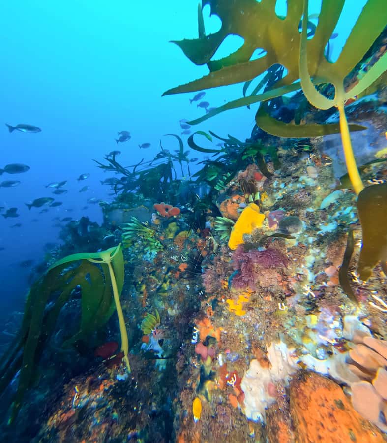 Scuba Dive in Cape Town: 2 Dives for certified divers - First underwater outing: reefs toward Cape Point or a shipwreck story
