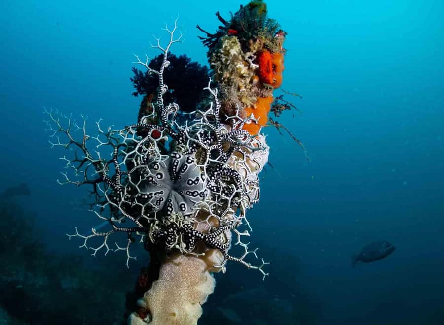 Scuba Dive in Cape Town: 2 Dives for certified divers - Price and value check: is $205 fair for two structured sessions?