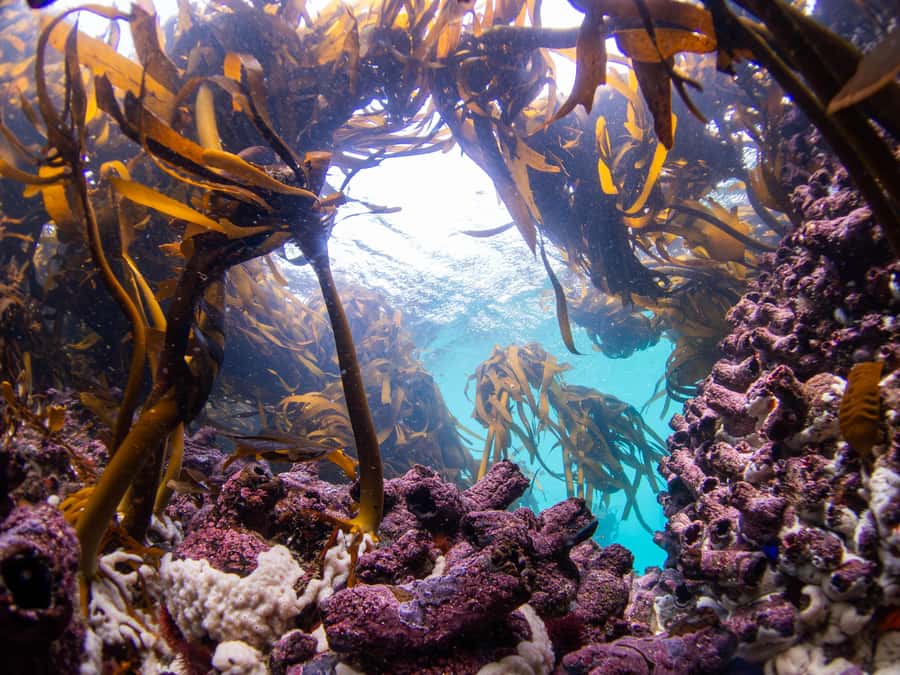 Scuba Dive in Cape Town: 2 Dives for certified divers - How you’ll actually spot wildlife (and not just “be underwater”)