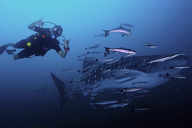 Scuba Dive in Koh Lanta, Thailand - Key Things I’d Focus On Before Booking