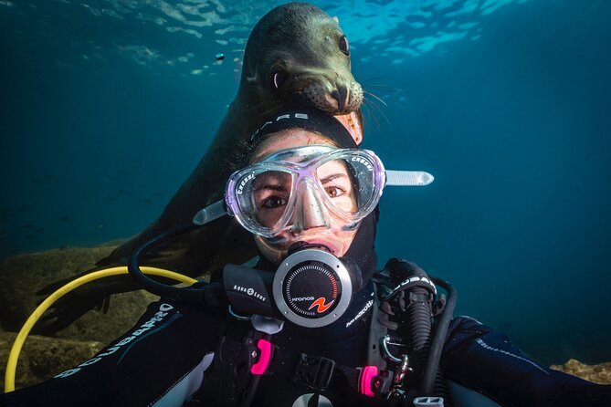 Scuba Dive in La Paz: Sea Lions, Turtles, Fish Schools and Wrecks - Key highlights at a glance