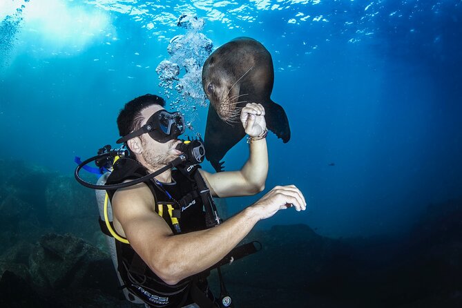 Scuba Dive in La Paz: Sea Lions, Turtles, Fish Schools and Wrecks - Where this La Paz day really shines