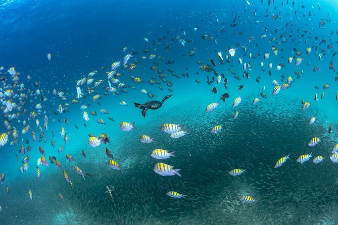 Scuba Dive in La Paz: Sea Lions, Turtles, Fish Schools and Wrecks - Two guided underwater sessions: what “tailored to your level” means in practice