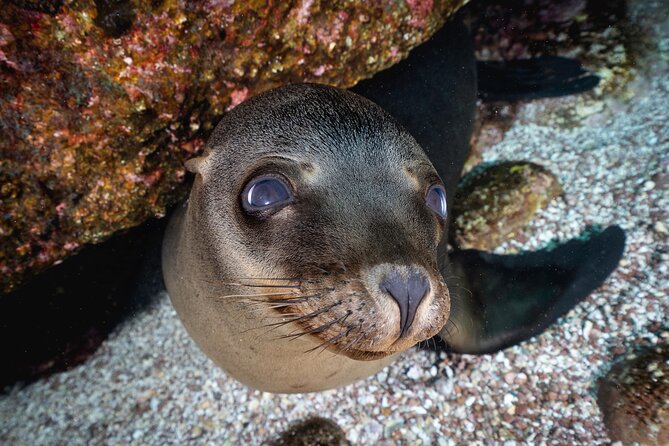 Scuba Dive in La Paz: Sea Lions, Turtles, Fish Schools and Wrecks - Wildlife and reef variety: sea lions, turtles, octopus, and fish schools