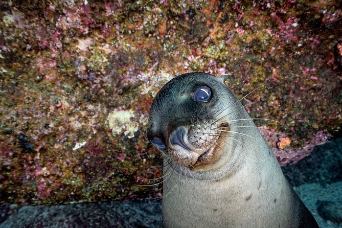 Scuba Dive in La Paz: Sea Lions, Turtles, Fish Schools and Wrecks - The wreck and rocky reef factor: why it changes the whole feel