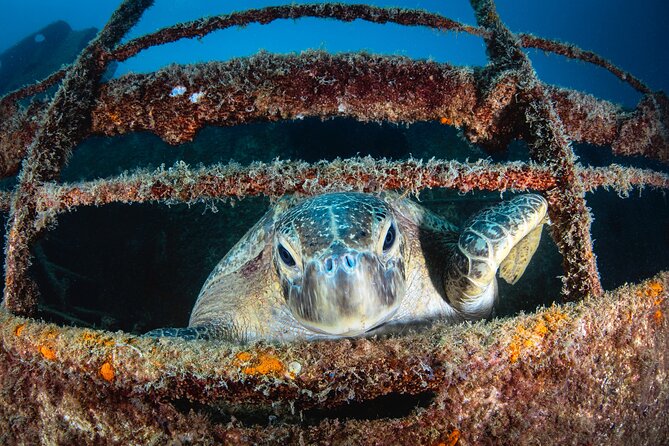 Scuba Dive in La Paz: Sea Lions, Turtles, Fish Schools and Wrecks - Lunch on a beach: the mid-day reset that keeps the day enjoyable