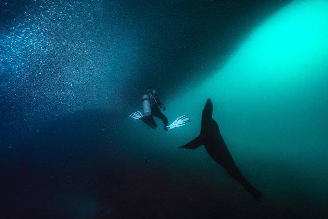 Scuba Dive in La Paz: Sea Lions, Turtles, Fish Schools and Wrecks - Who’s behind it: small-group attention and guide quality