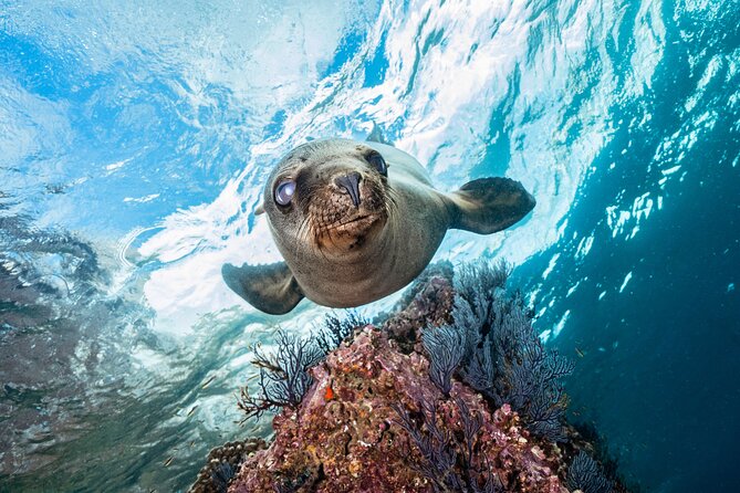 Scuba Dive in La Paz: Sea Lions, Turtles, Fish Schools and Wrecks - Getting started: Malecón meeting point and timing that adds up