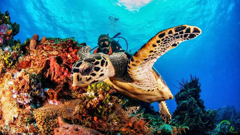Scuba Dive in Playa del Carmen - 2 Dives (Certified divers) - Why Playa del Carmen is a smart choice for reef time